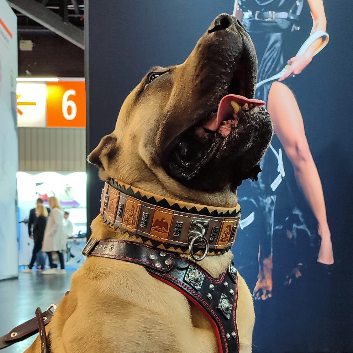 Collier "SPQR" — Cuir Inspiré de Rome pour Chien