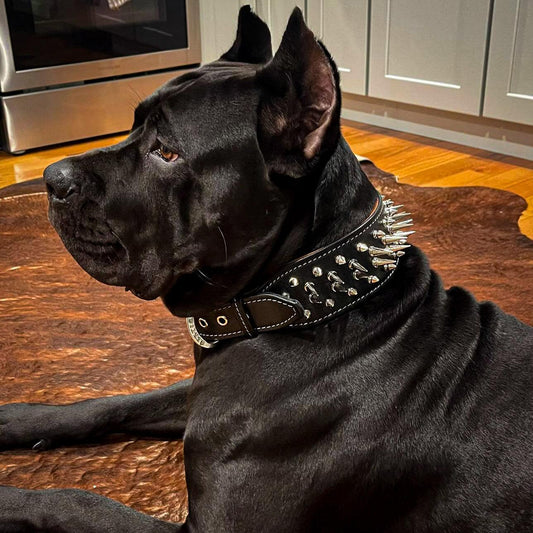Collier "Big Boy" — Cuir Clouté pour Grande Race & Chien Puissant