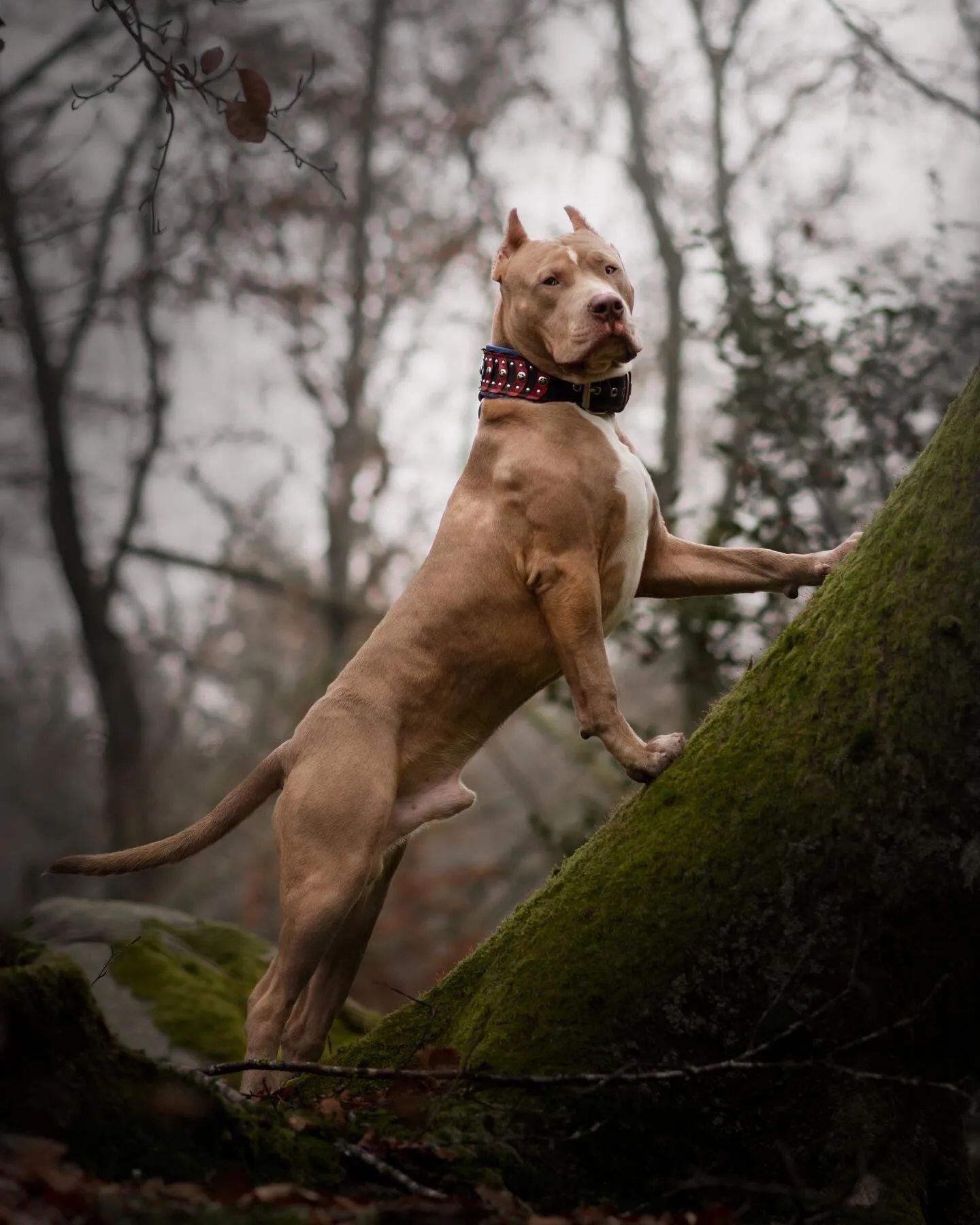 Collier "Captain A" — Cuir Premium pour Chien