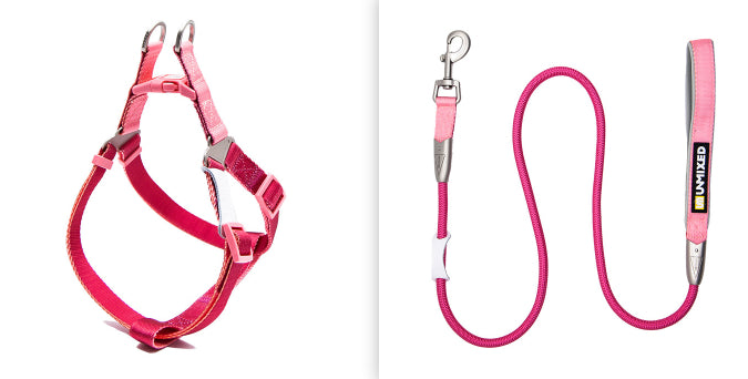 Set Harnais Poitrine & Laisse Bicolore pour Chien — Nylon | S, M & L