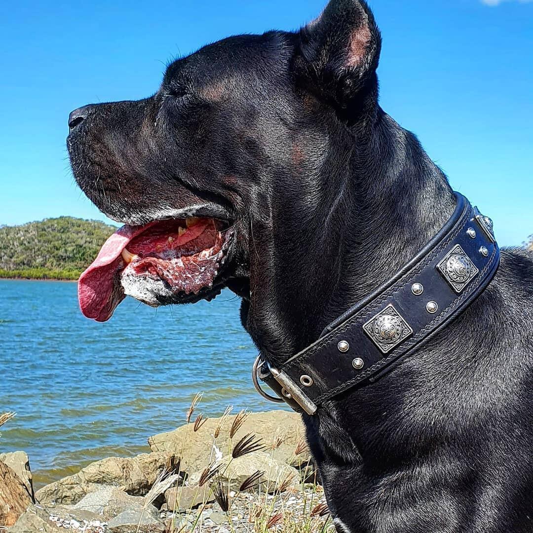 The all Black "Eros" collar 2.5 inch wide-3