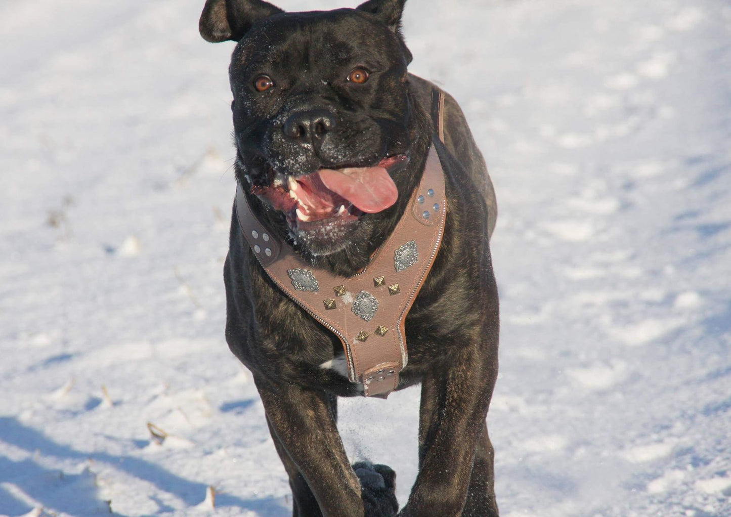 The "Aztec" Grey Harness-3