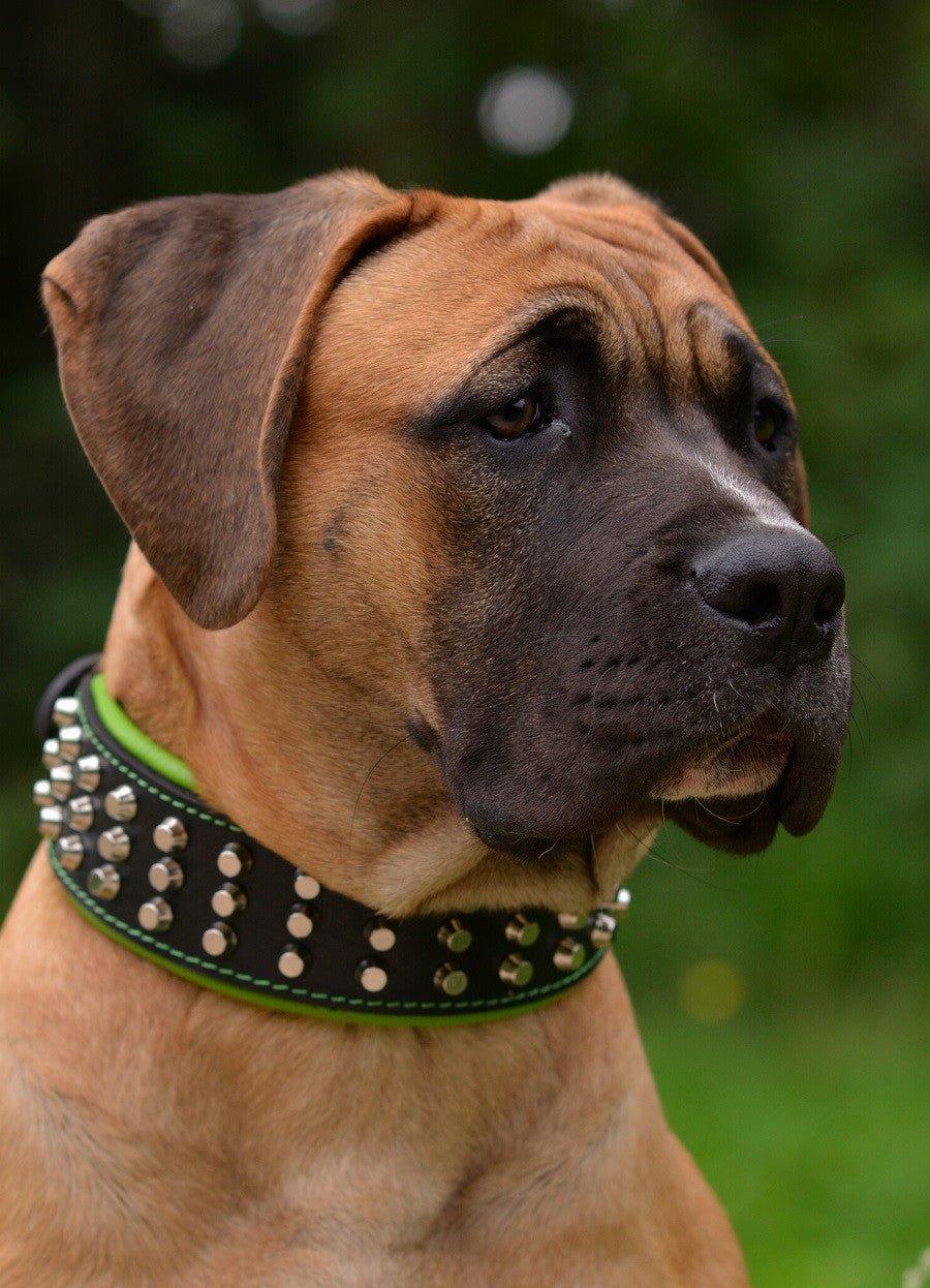 Collier "Stud" — Cuir Clouté pour Grande Race & Chien Puissant