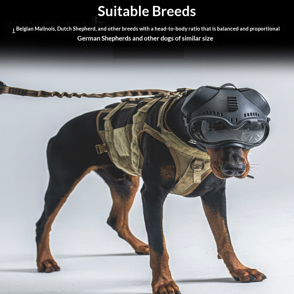 Masque Tactique K9 avec Lunettes de Protection pour Chien — Toutes Saisons