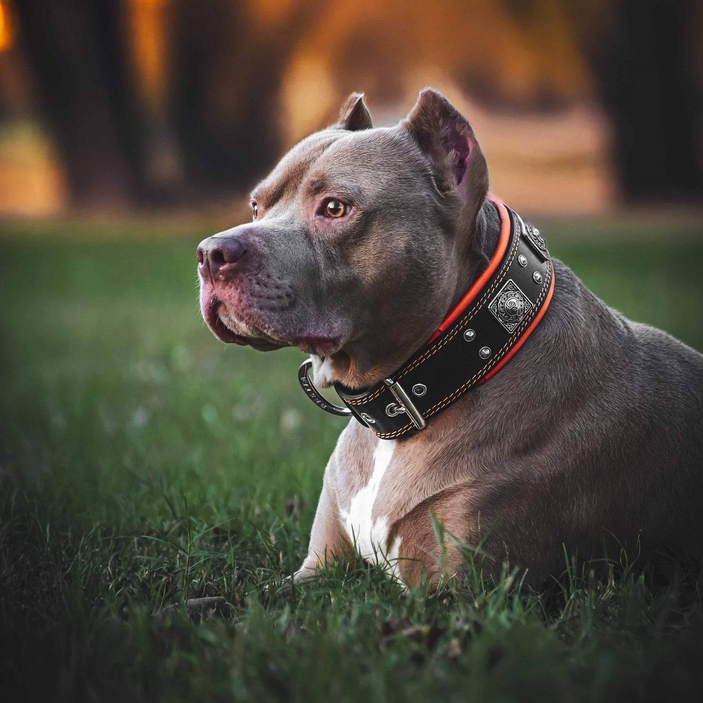 Collier "Eros" en Cuir Véritable pour Grand Chien — Rembourré & Artisanal