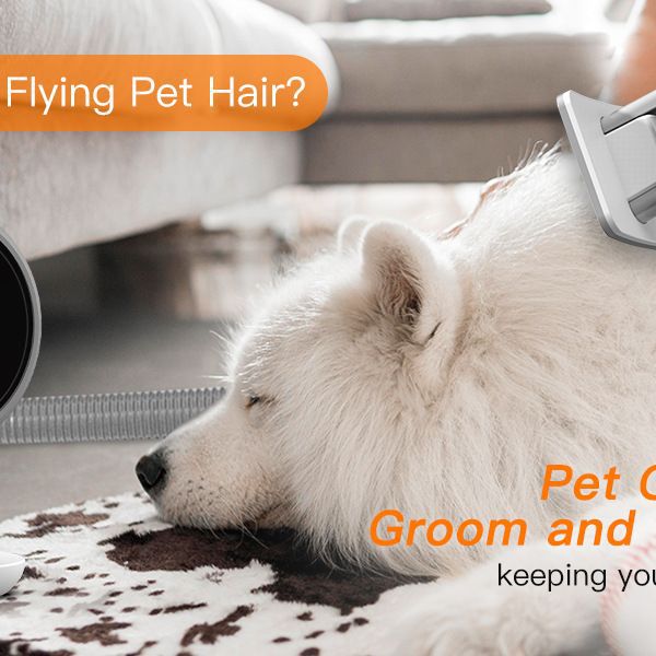 Aspirateur Silencieux pour Animaux — Poils & Toilettage 600W