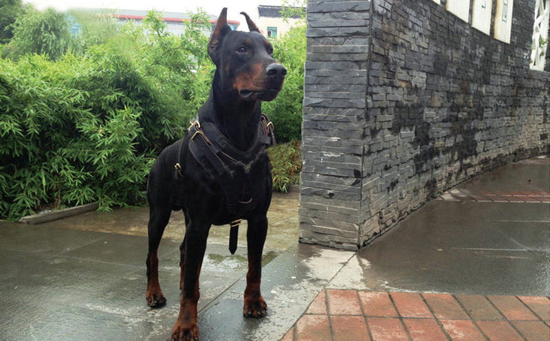 Harnais Poitrine en Cuir de Vache pour Chien — M & L