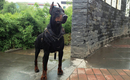 Harnais Poitrine en Cuir de Vache pour Chien — M & L