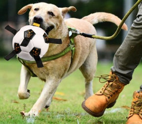 Jouet Football en Corde Interactif pour Chien — Entraînement Outdoor