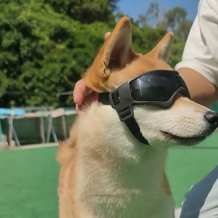UV Goggles for Dogs – Sun & Wind Protection