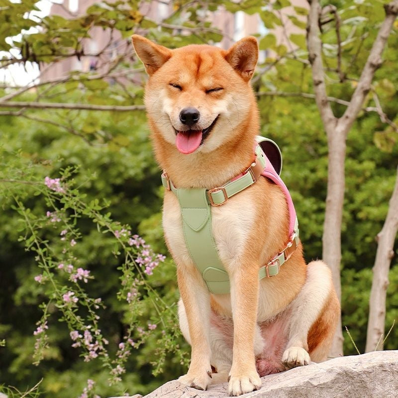 Harnais Vest Poitrine pour Chien de Taille Moyenne à Grande — M, L & XL