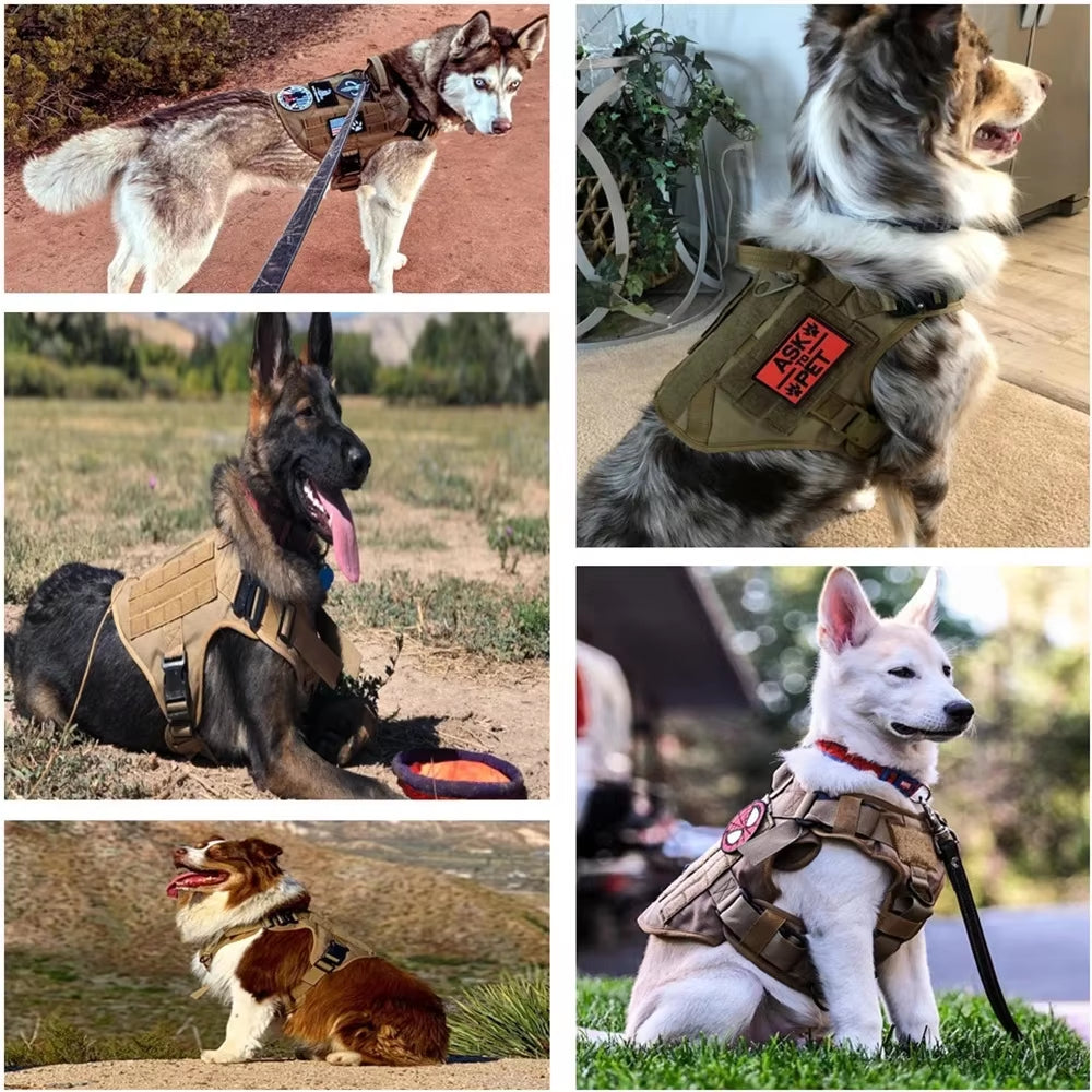 Set Harnais Tactique Premium + Laisse pour Chien — Nylon 1000D