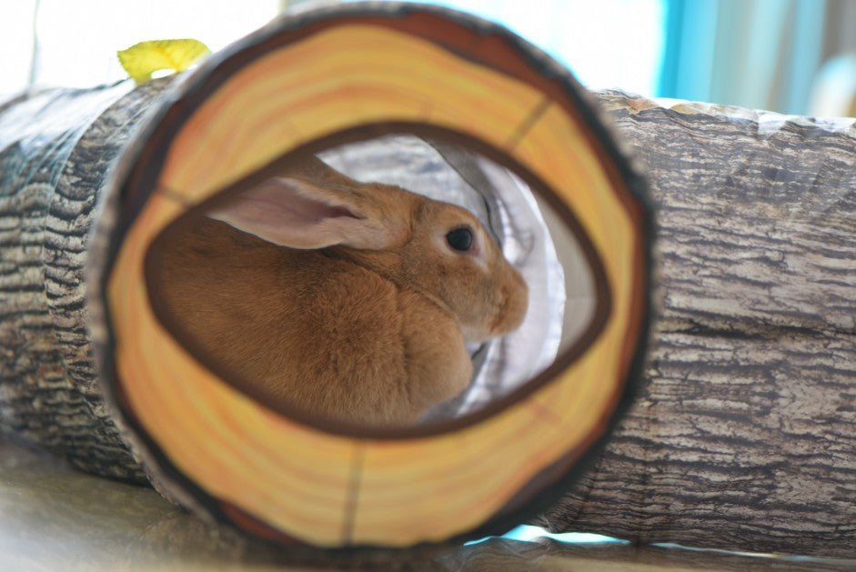 Tunnel de Jeu pour Chat – 3 Canaux & Motif Arbre