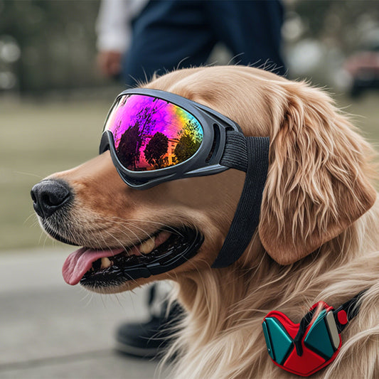 Lunettes anti-vent en PVC pour chiens – 5 verres au choix