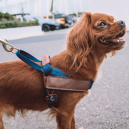 Harnais Réfléchissant pour Chien – Sécurité Nocturne Style Cowboy