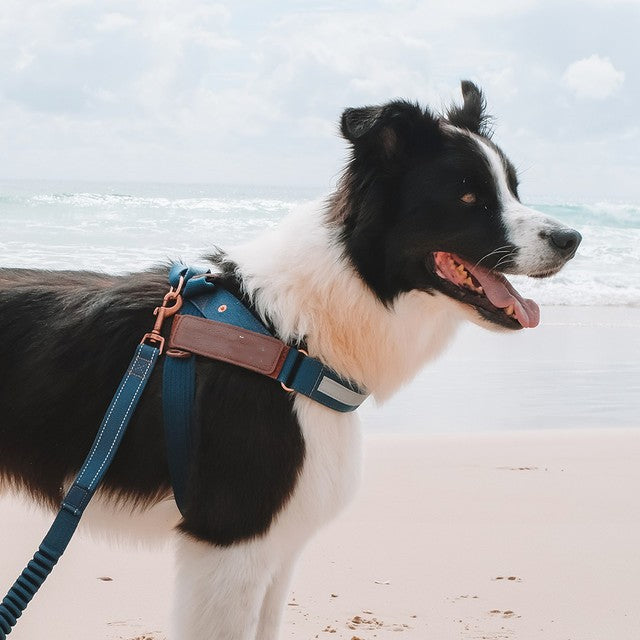 Harnais Réfléchissant pour Chien – Sécurité Nocturne Style Cowboy