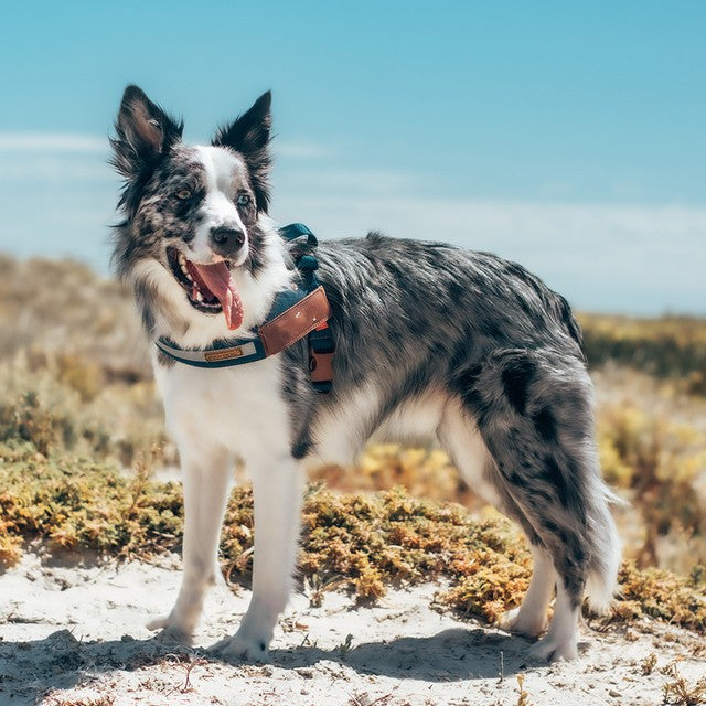 Harnais Réfléchissant pour Chien – Sécurité Nocturne Style Cowboy