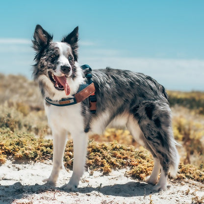 Harnais Réfléchissant pour Chien – Sécurité Nocturne Style Cowboy