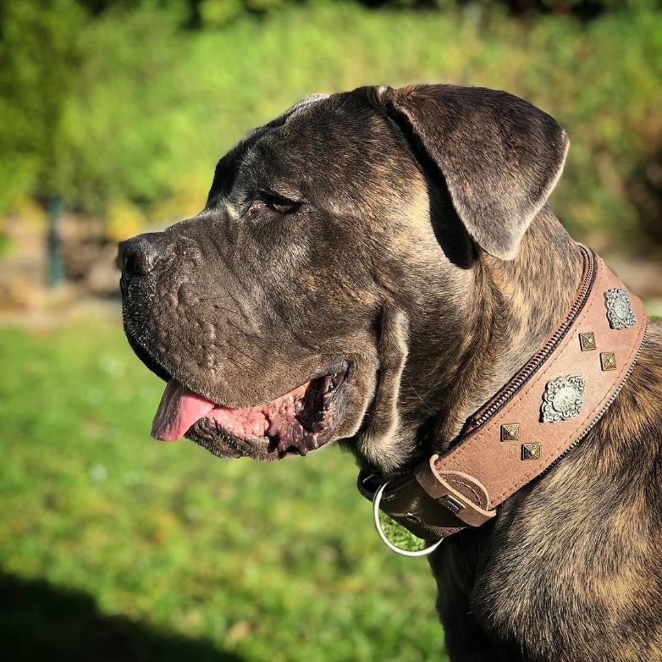 "Aztec" grey dog collar-2