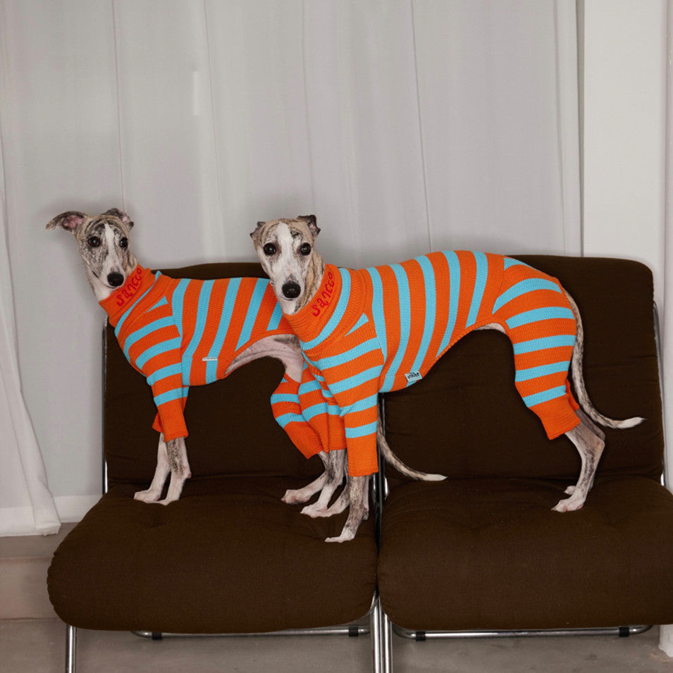 Pull Tricoté Bicolore pour Chien – Laine Stretch 4 Pattes