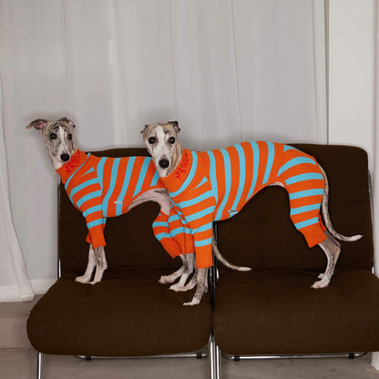 Pull Tricoté Bicolore pour Chien – Laine Stretch 4 Pattes
