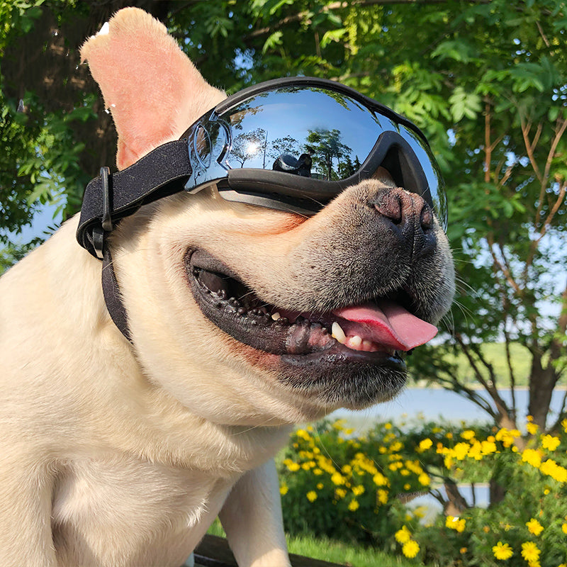 Lunettes de protection pour chiens – Goggles anti-vent & UV
