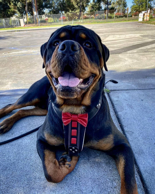 Bestia ''Bowtie'' leather harness-1