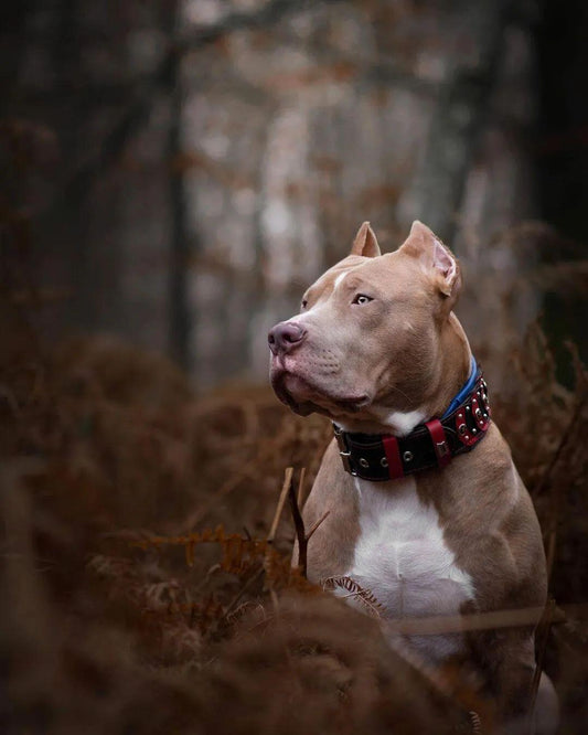 Collier "Captain A" — Cuir Premium pour Chien
