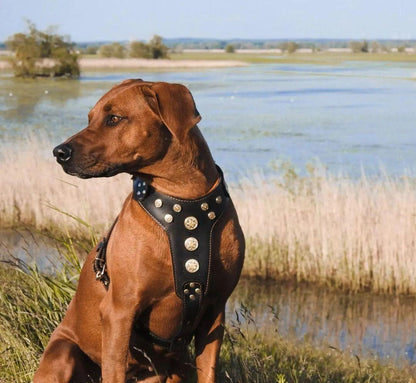 ''Bijou'' harness Black & Orange for big dogs-2