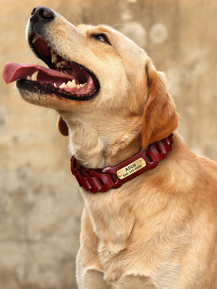 Collier en Cuir Véritable Tressé pour Grand Chien — Boucle Zinc