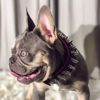 Collier "Danger" — Cuir Clouté Imposant pour Grande Race