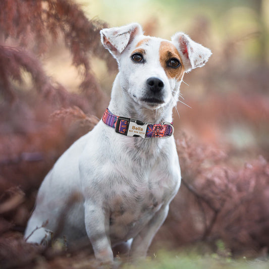 Collier Personnalisé pour Chien avec Plaque d'Identification Gravée