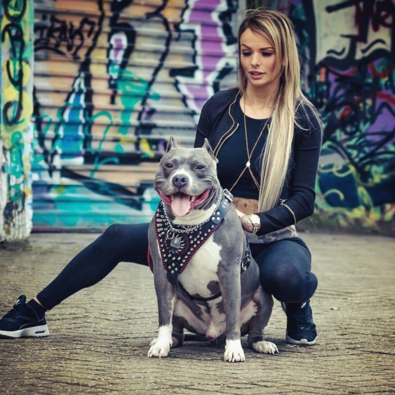 Harnais "David" Cousu Main — Artisanat Premium pour Chien
