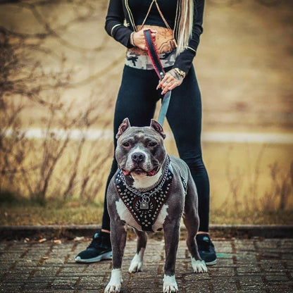 Harnais "David" Cousu Main — Artisanat Premium pour Chien