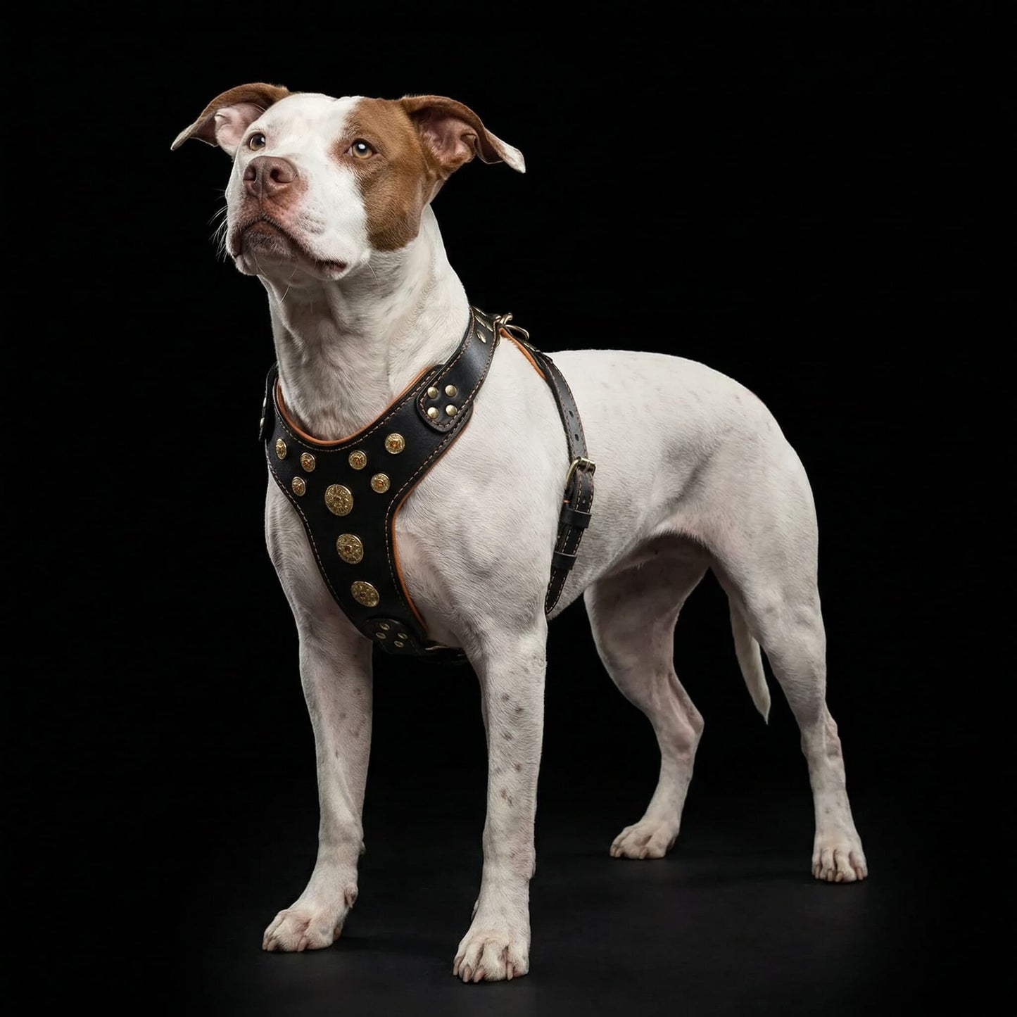 ''Bijou'' harness Black & Orange for big dogs-3