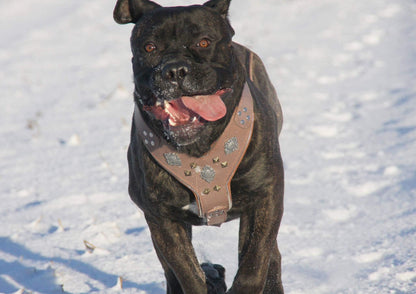 The "Aztec" Grey Harness-3