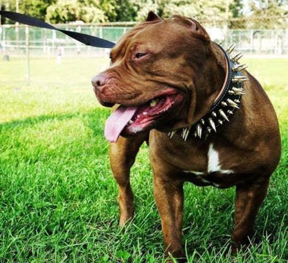 Collier "Big Boy" — Cuir Clouté pour Grande Race & Chien Puissant