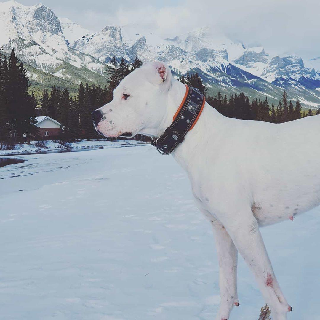 Collier "Eros" en Cuir Véritable pour Grand Chien — Rembourré & Artisanal