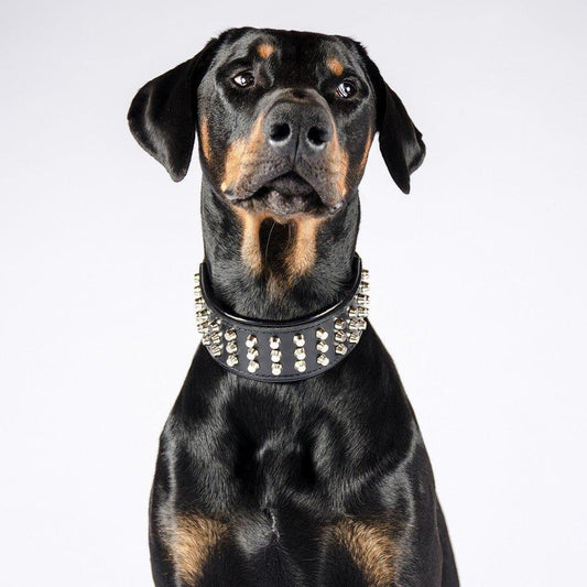 Collier "Stud" — Cuir Clouté pour Grande Race & Chien Puissant
