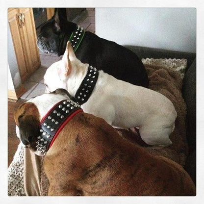 Collier "Stud" — Cuir Clouté pour Grande Race & Chien Puissant